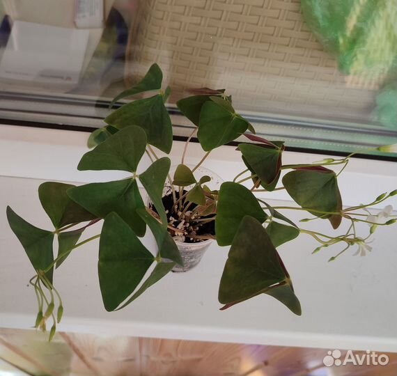 Оксалис кислица