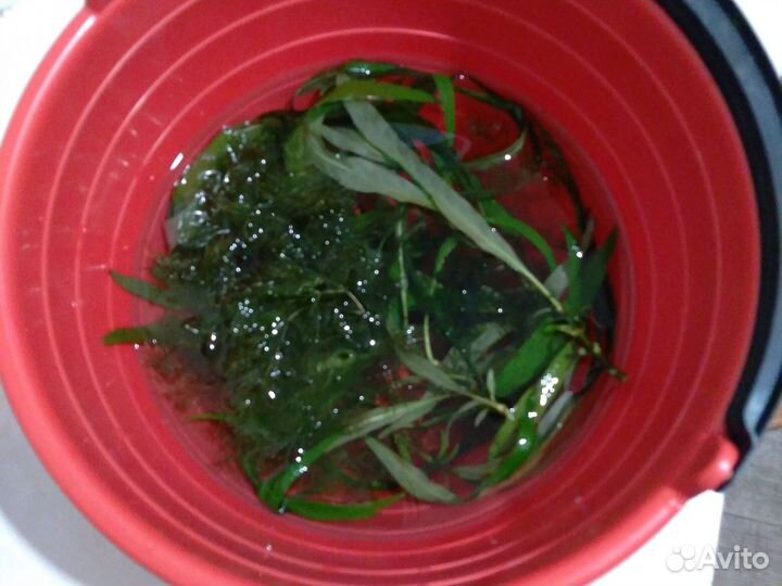 Прополка из аквариума