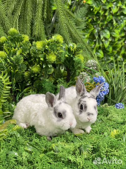 Царский Кролик