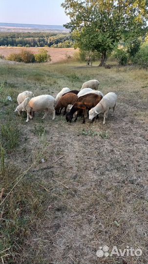Овцы бараны