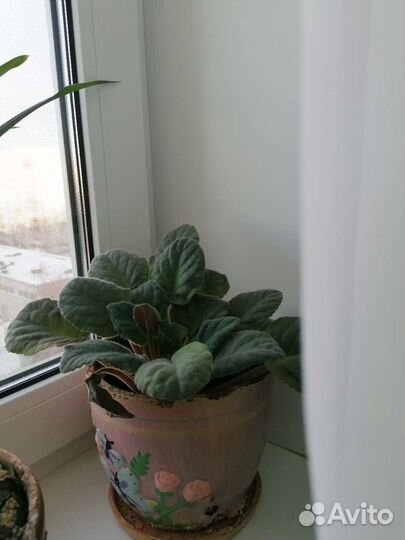 Дендробиум