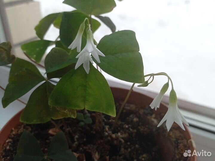 Комнатный цветок кислица