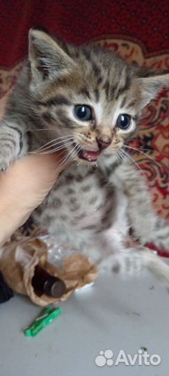 Кошка в дар бесплатно