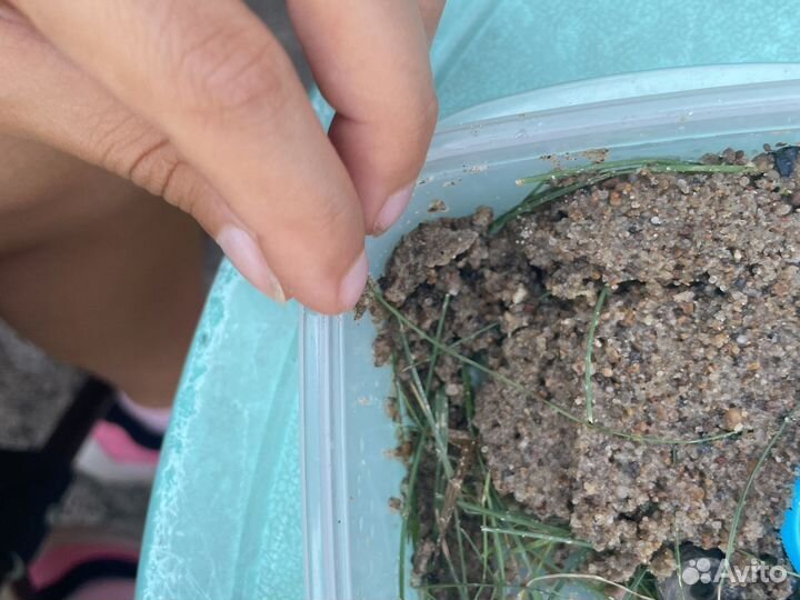 Муравьиная ферма