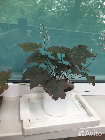 Гейхера двух сортов