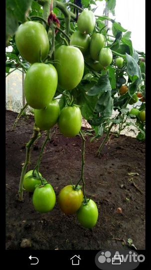 Семена томатов