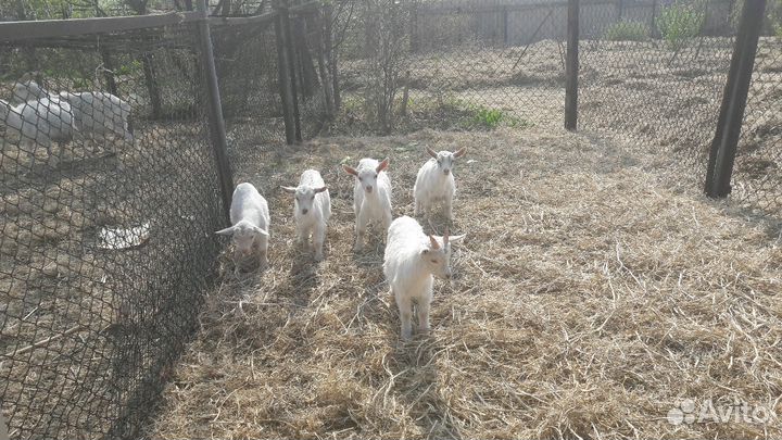 Продам козлят