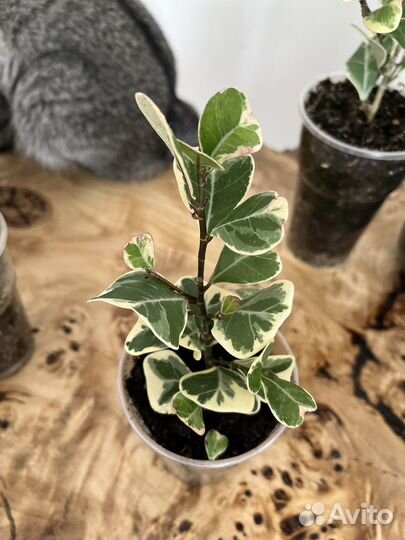 Фикус триангулярис вайт маржин (свитхарт)