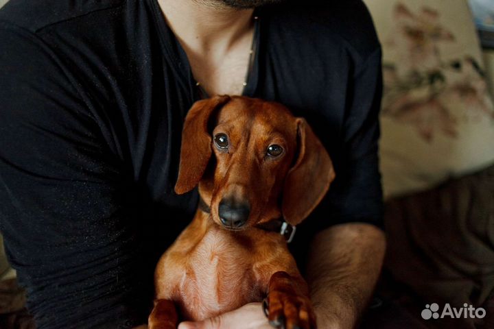 Мини Такса вязка