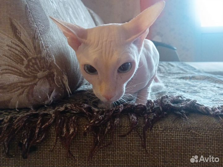 Сфинкс петерболд