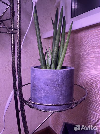 Кашпо для цветов, бетонное кашпо, кашпо из бетона