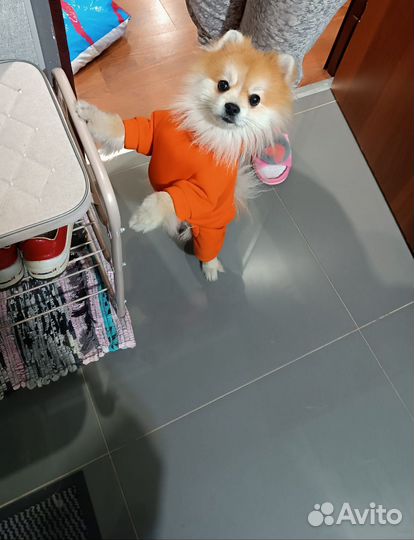 Передержка домашних животных