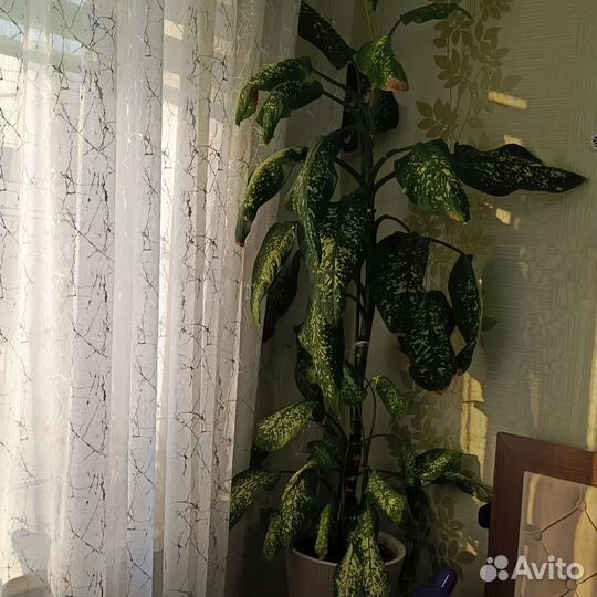 Комнатные цветы