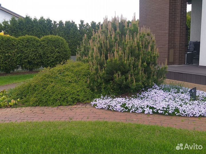 Услуги садовника