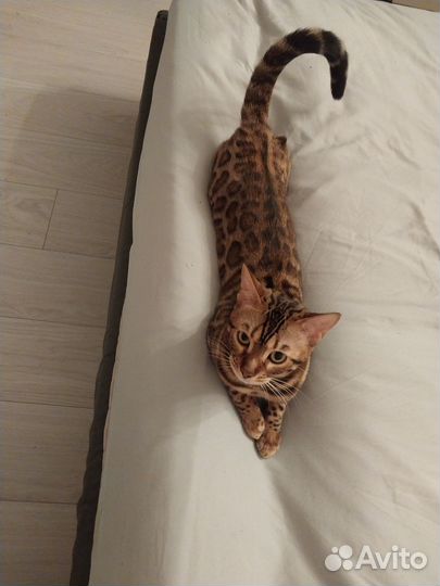 Бенгальский котенок