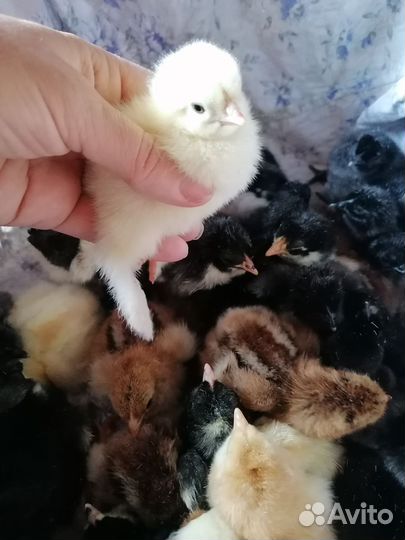 Цыплята Брама