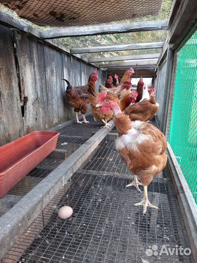 Куры голошейки