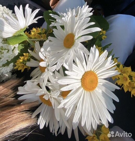 Ромашка садовая крупная