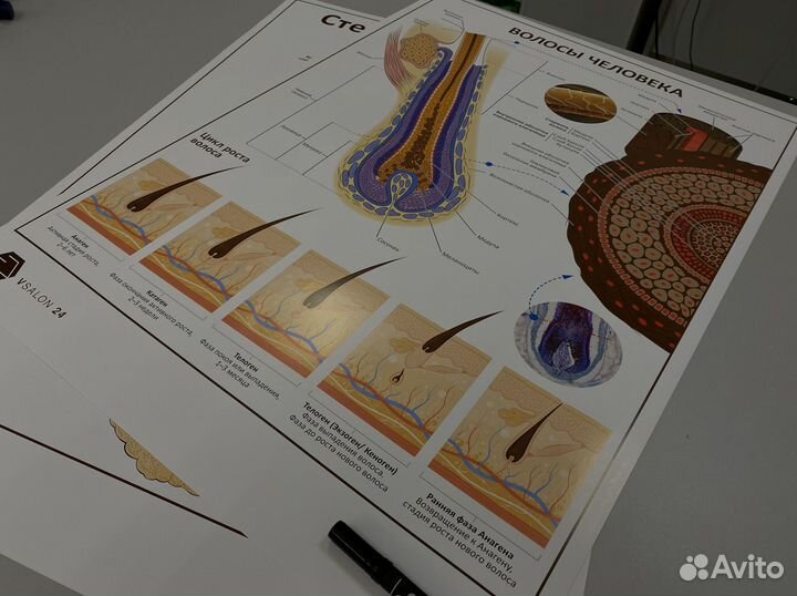 Плакат «Волосы человека»