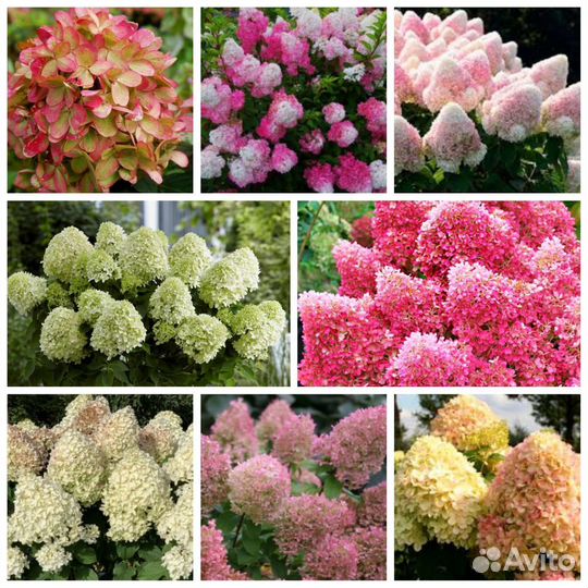 Гортензии цветущие