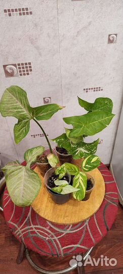 Альбука спиральная