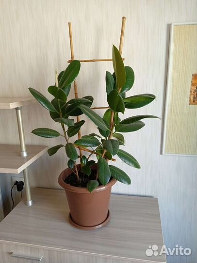 Три фикуса в одном горшке