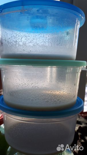 Живые корма для рыб (дафния, аулофорус и др.)