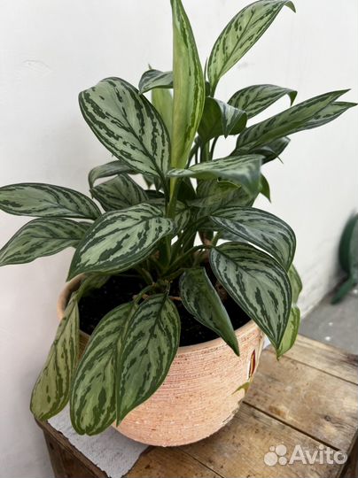 Кротон фикус мокламе фикус робуста аглаонема