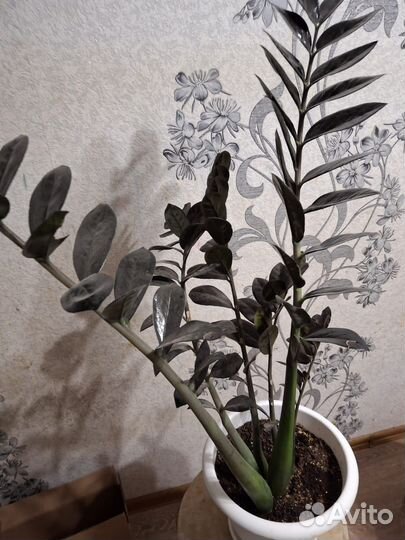 Замиокулькас черный ворон