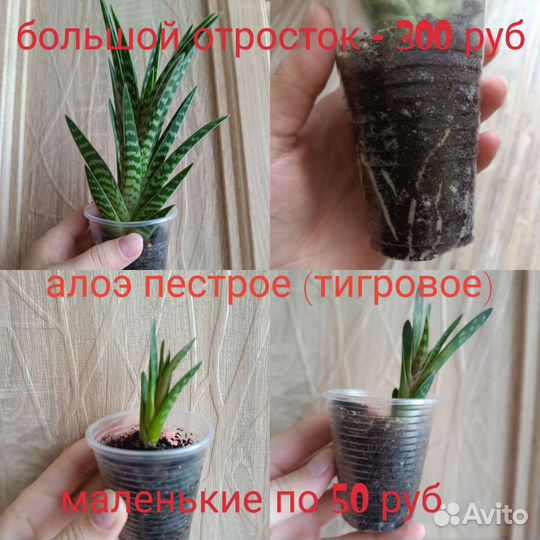 Алоэ пестрое (тигровое)