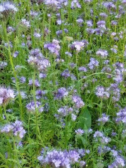 Дача 40 м² на участке 7,5 сот.