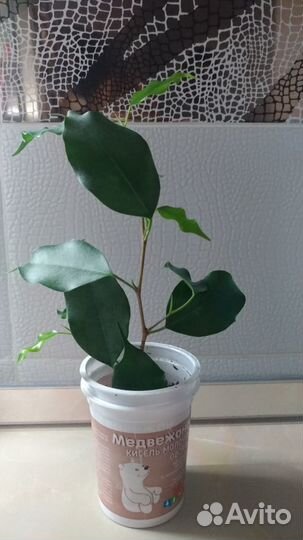 Фикусы Бенджамина,Эластика крупно и среднелистные