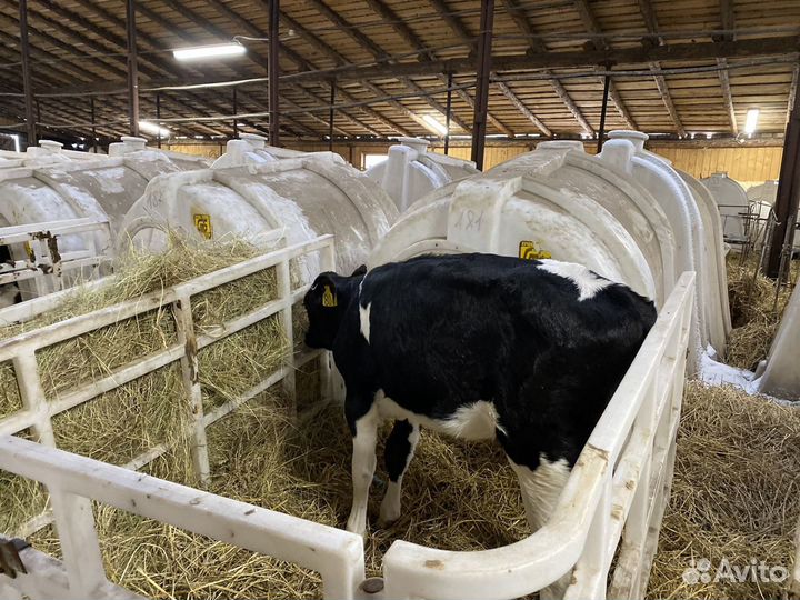 Бычки, телята. Холмогор