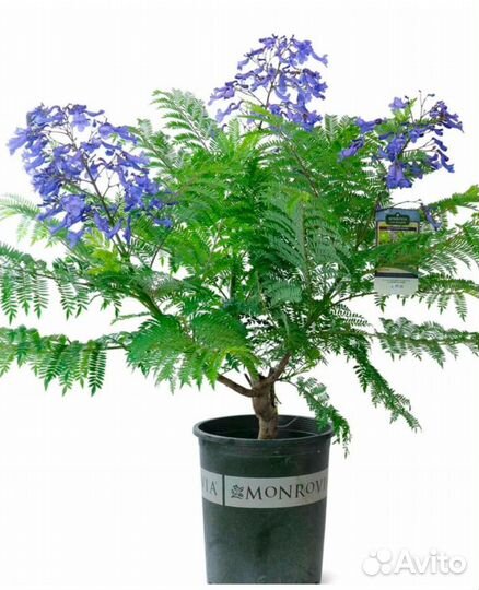 Жакаранда или Фиалковое дерево