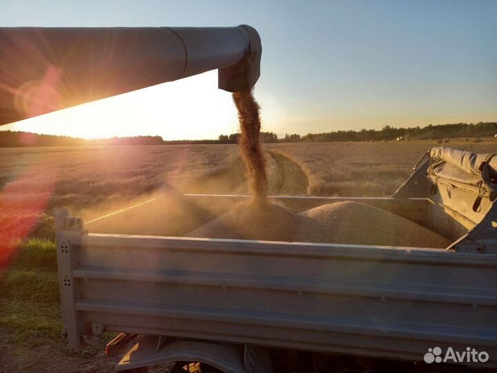 Семена. Ячмень яровой. Сорт 