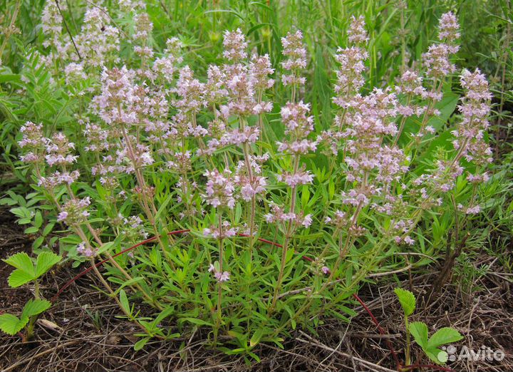 Чабрец, тимьян