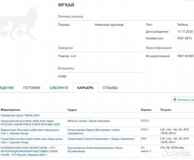 Вязка курцхаар