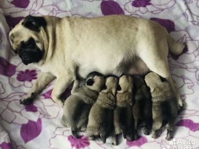 Собаки щенки мопс