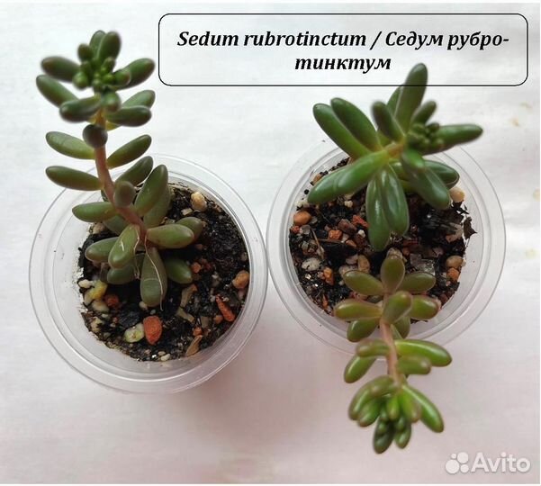 Суккуленты Седум Sedum Очиток Кремнеседум