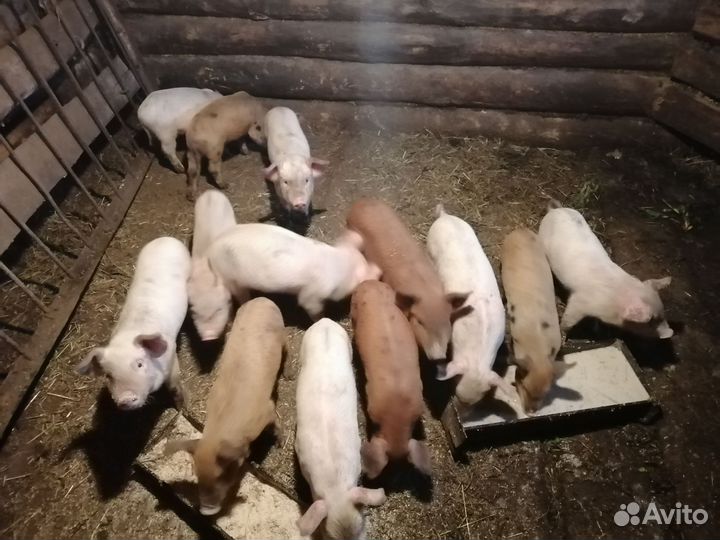 Поросята