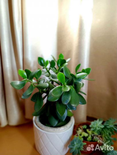 Крассула толстянка