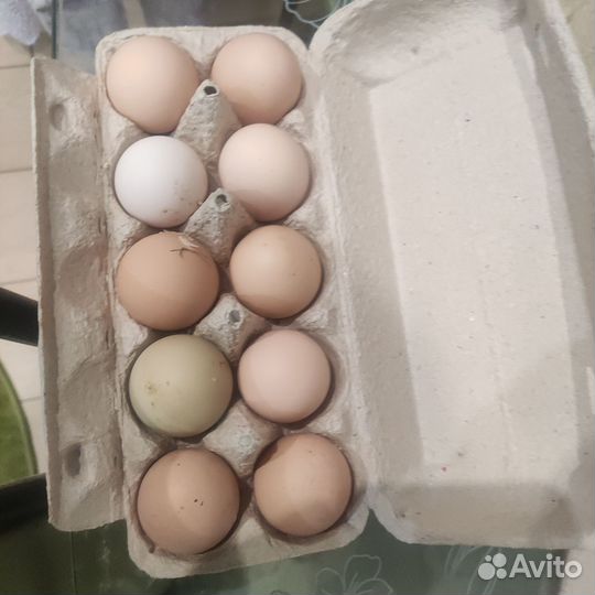 Куриное яйцо, на еду и на инкубацию