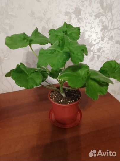 Пеларгонии сортовые