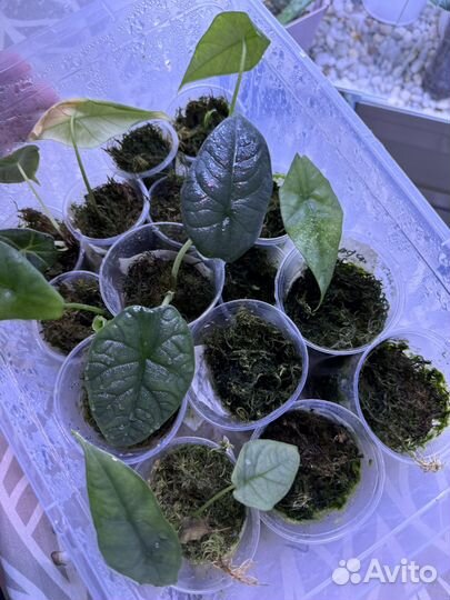 Алоказия Simpo, drakon skale melo