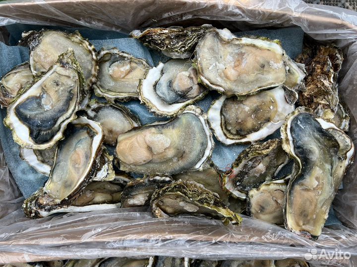 Устрица Хасанская на полустворке