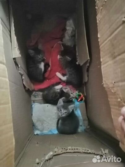 Коты В добрые руки