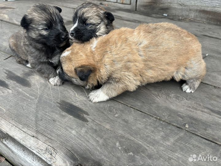 Щенок в добрые руки бесплатно