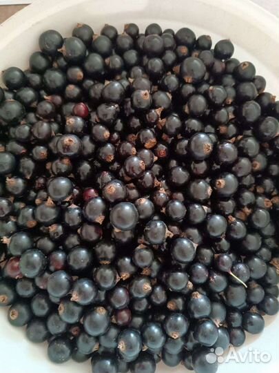 Черная смородина, дата сбора 23.07