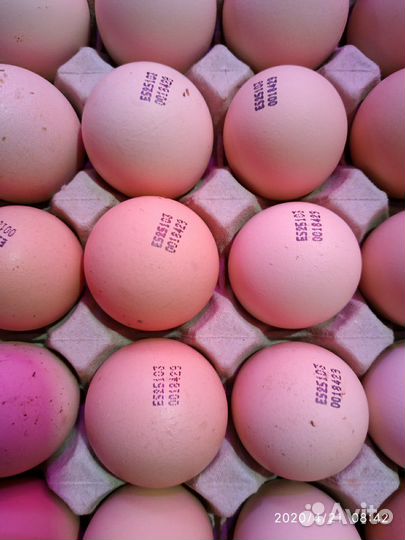Инкубационное яйцо (импорт) бройлер, индейка, утка