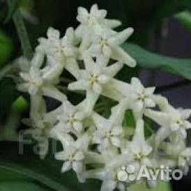 Излишки цветы